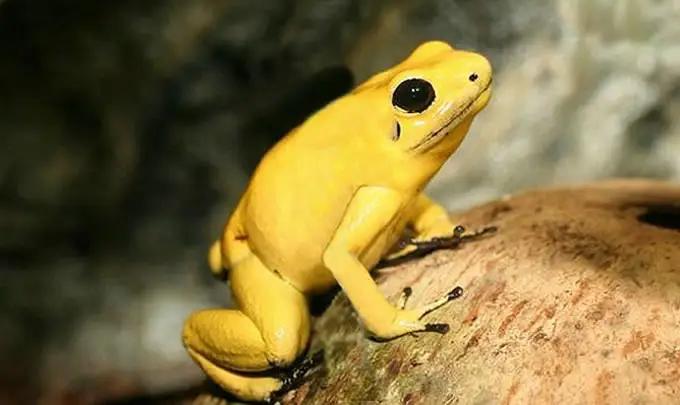 世界上最具致命毒性的动物,世界上最恐怖的10种有毒动物