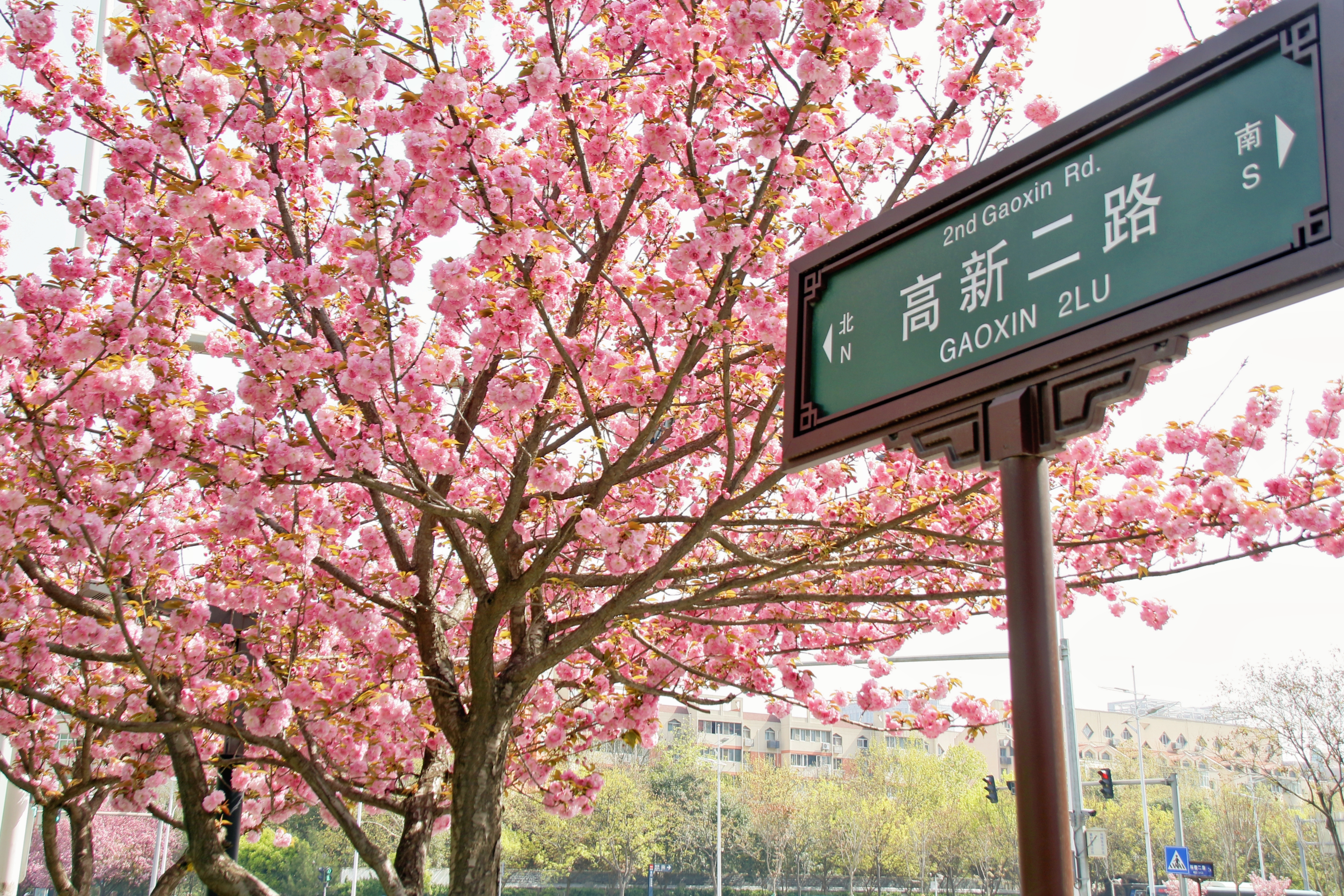 西安春天太美了,西安的春天美呆了