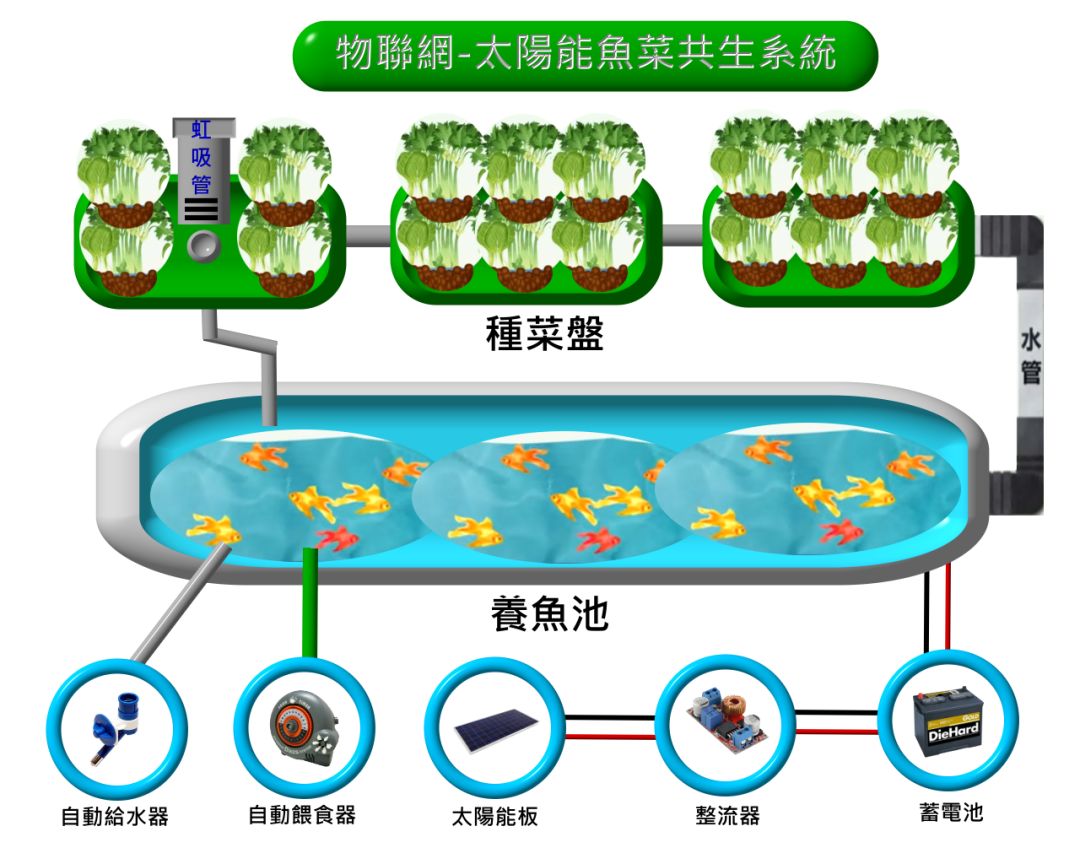 楼顶鱼菜共生,鱼菜共生权威解析