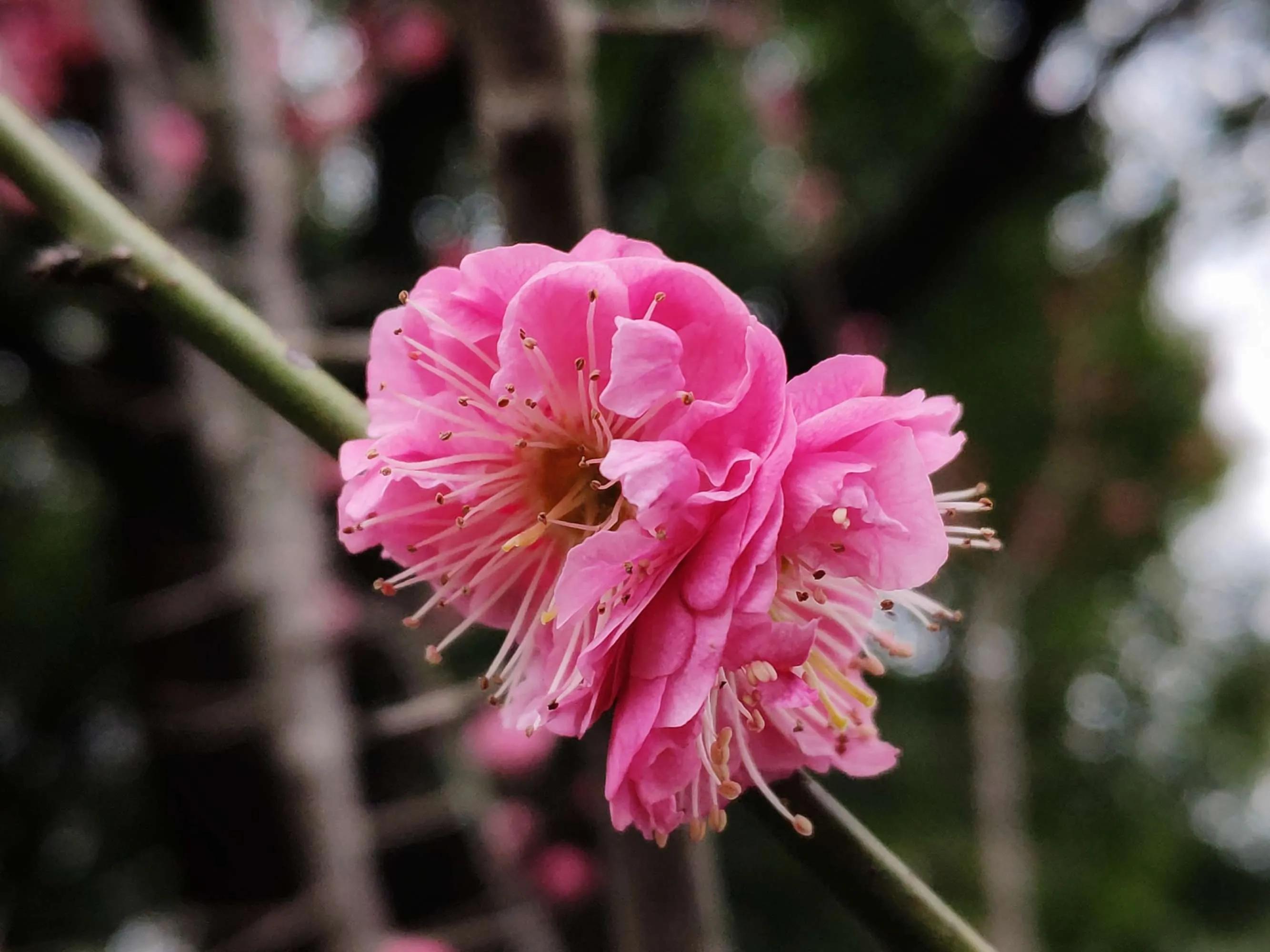 梅花与腊梅，看5点就能分得清清楚楚