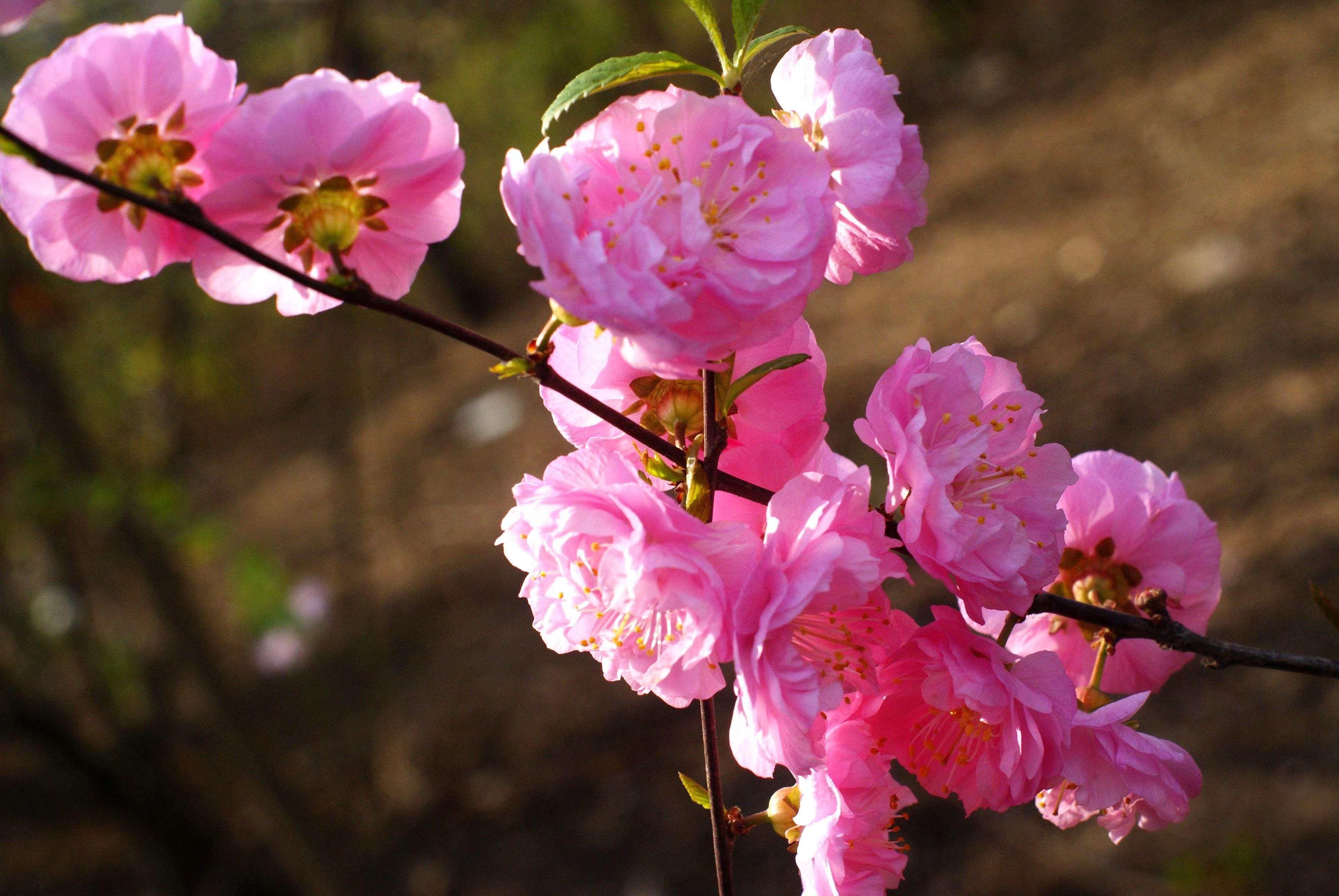 怀念旧时光黄桃罐头文案,怀念小卖部的零食黄桃