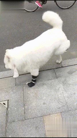 狗狗断甲麻醉,狗被剔趾甲