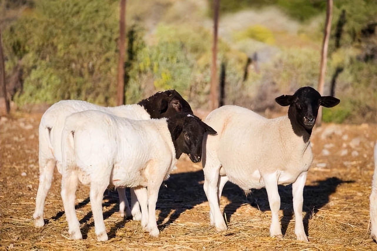 羊流口水是什么病？羊流口水怎么治疗？羊流口水是什么原因引起的