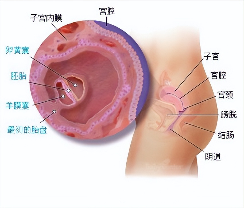 十月怀胎都是怎么度过的,十月怀胎过程视频大全