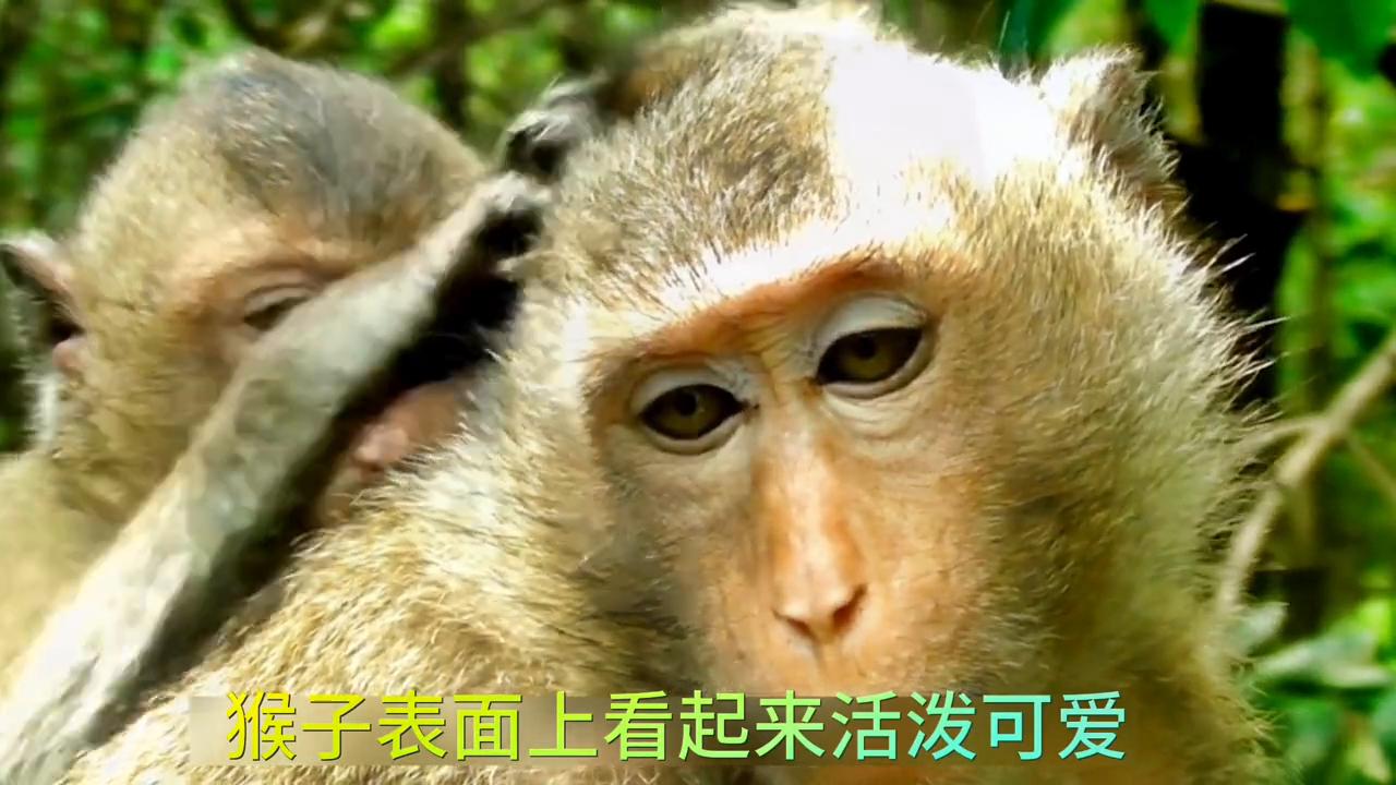 属猴的女孩子性格特点,80年属猴人性格特点