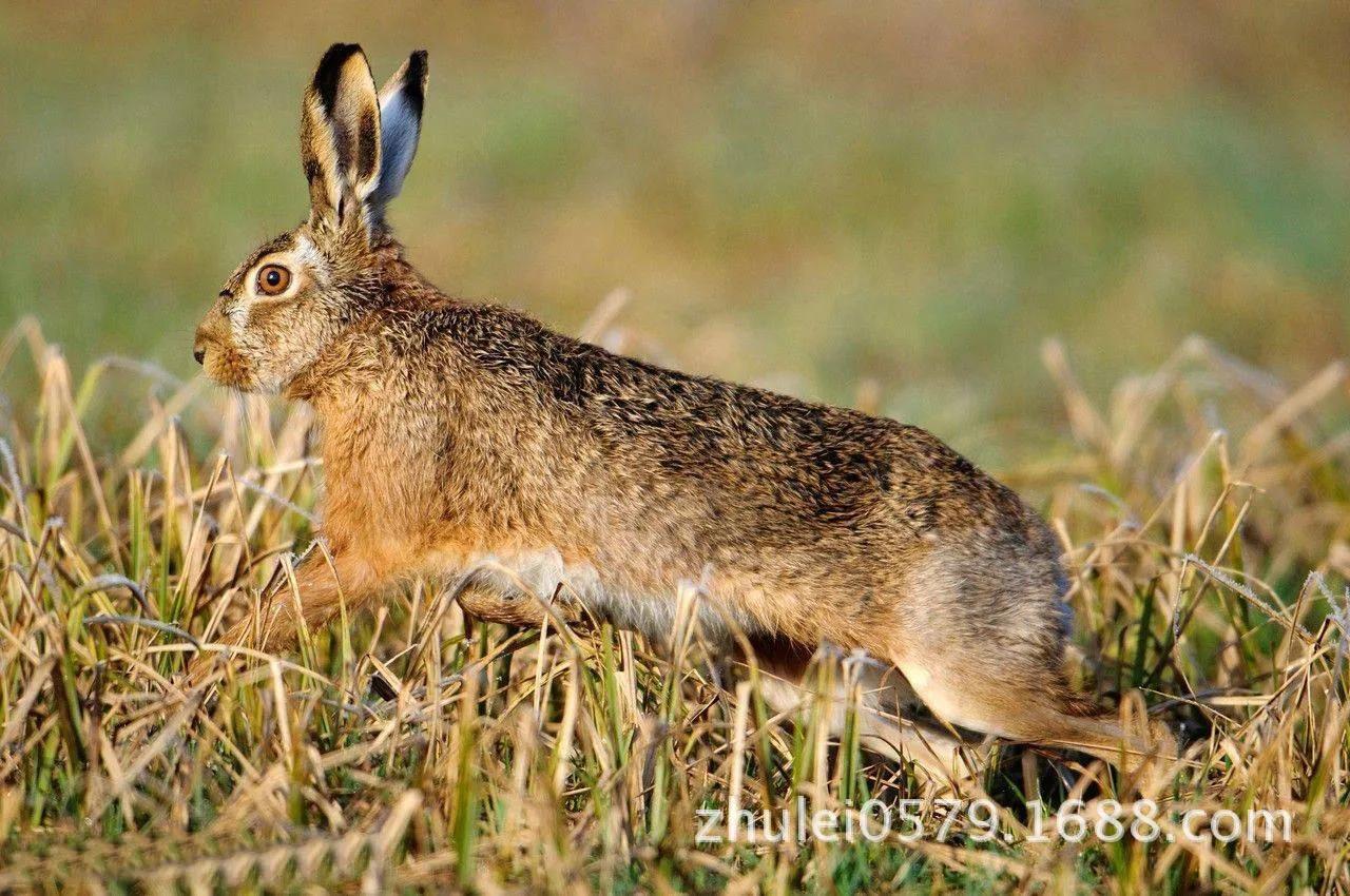 閲庨浮閲庡厰鎴愮伨瑙嗛,鏈変簺鍦版柟閲庨浮閲庡厰楦熺被绁稿搴勭
