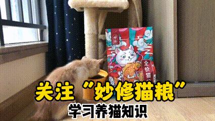 猫咪一边呼噜一边咬人,为什么摸猫咪猫咪会哼唧唧