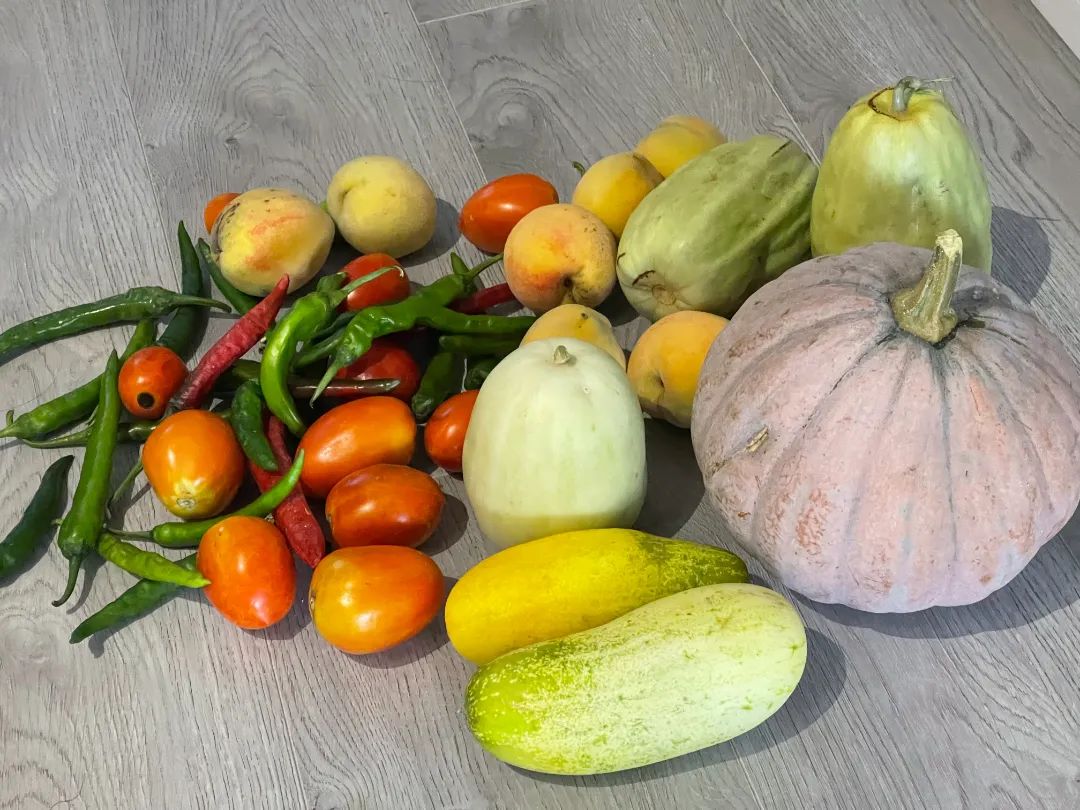 听听审计人的“盛夏果实”