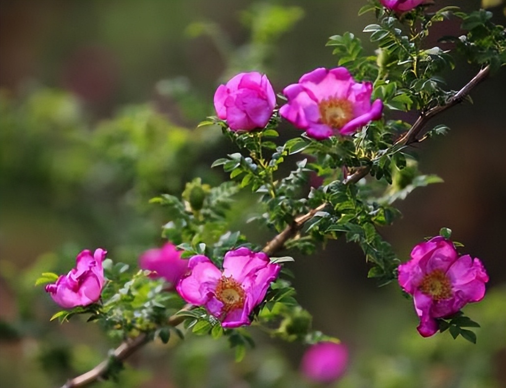 贵州的市花是什么,贵州省各个州的州府