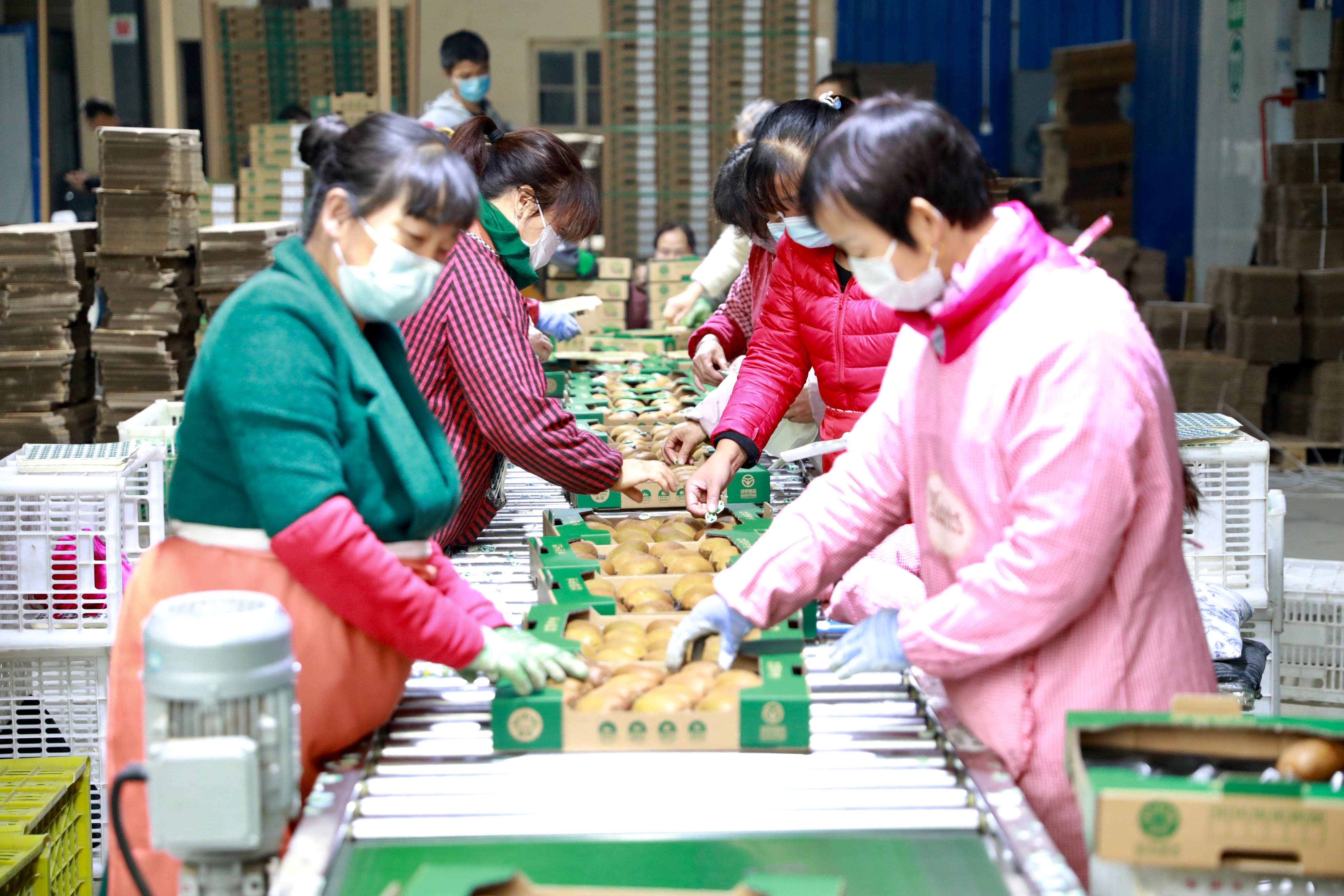 陕西周至猕猴桃哪种最好吃,陕西的猕猴桃是什么季节吃的