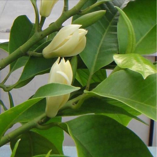 白兰花黑斑病怎么养护,白兰花是不是四季开