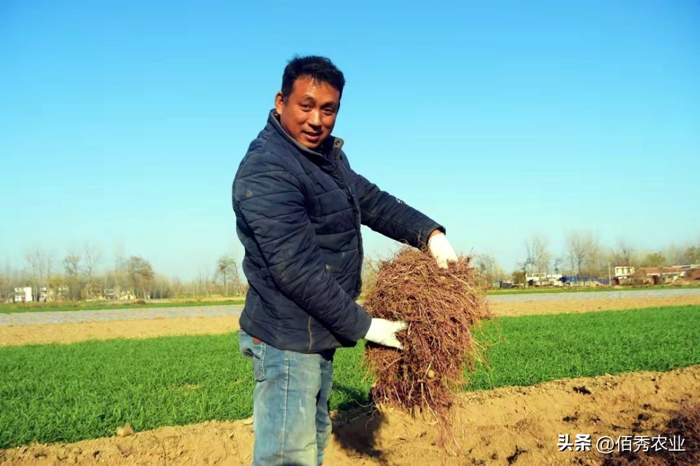种植中药材前景最好的前十名,目前什么中药材种植前景好收益高