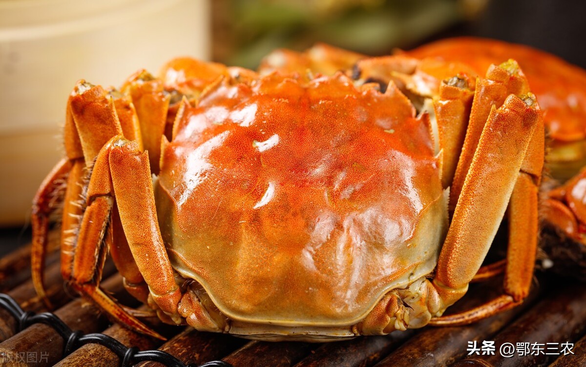 阳澄湖大闸蟹高温产量减少,阳澄湖大闸蟹高峰期持续多长时间