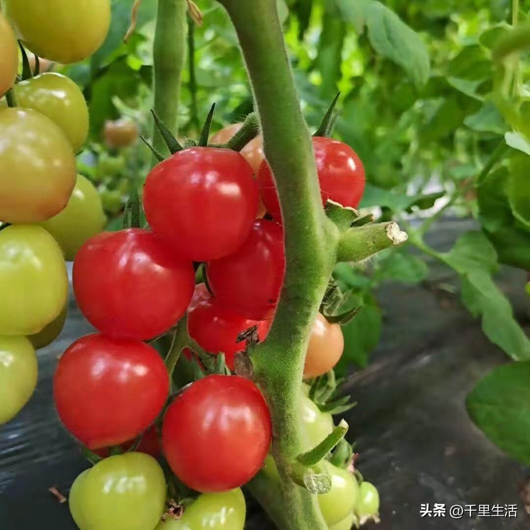 海南千禧樱桃圣女果,新鲜樱桃圣女果