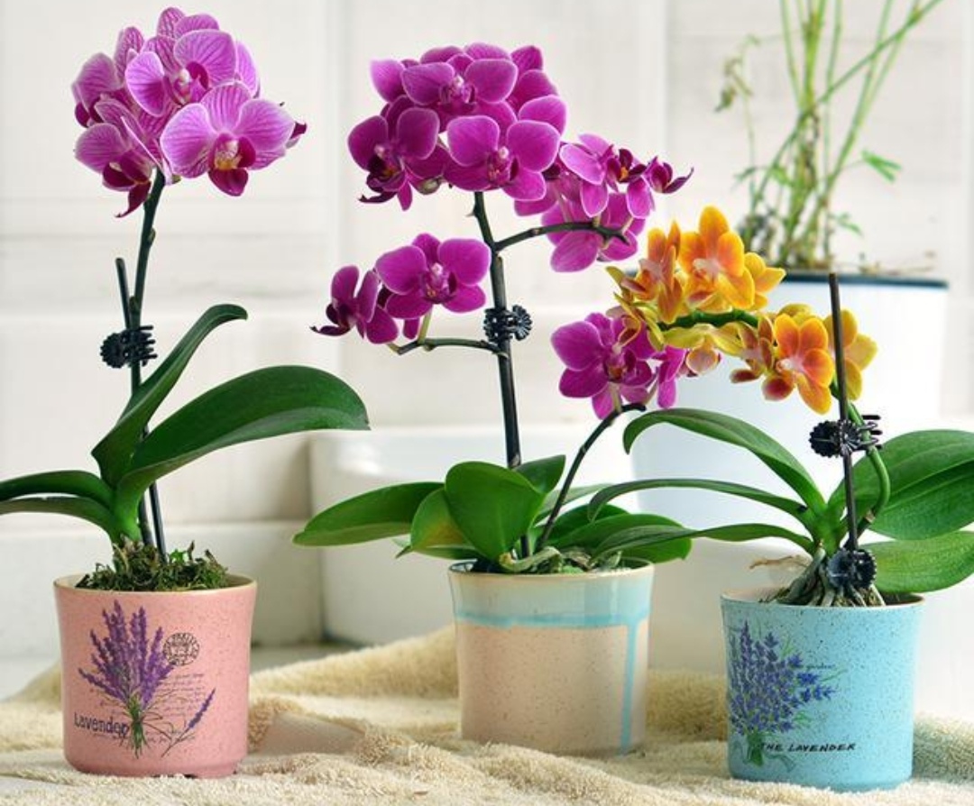 十种适合春节养的花,春节养什么花开花最好看