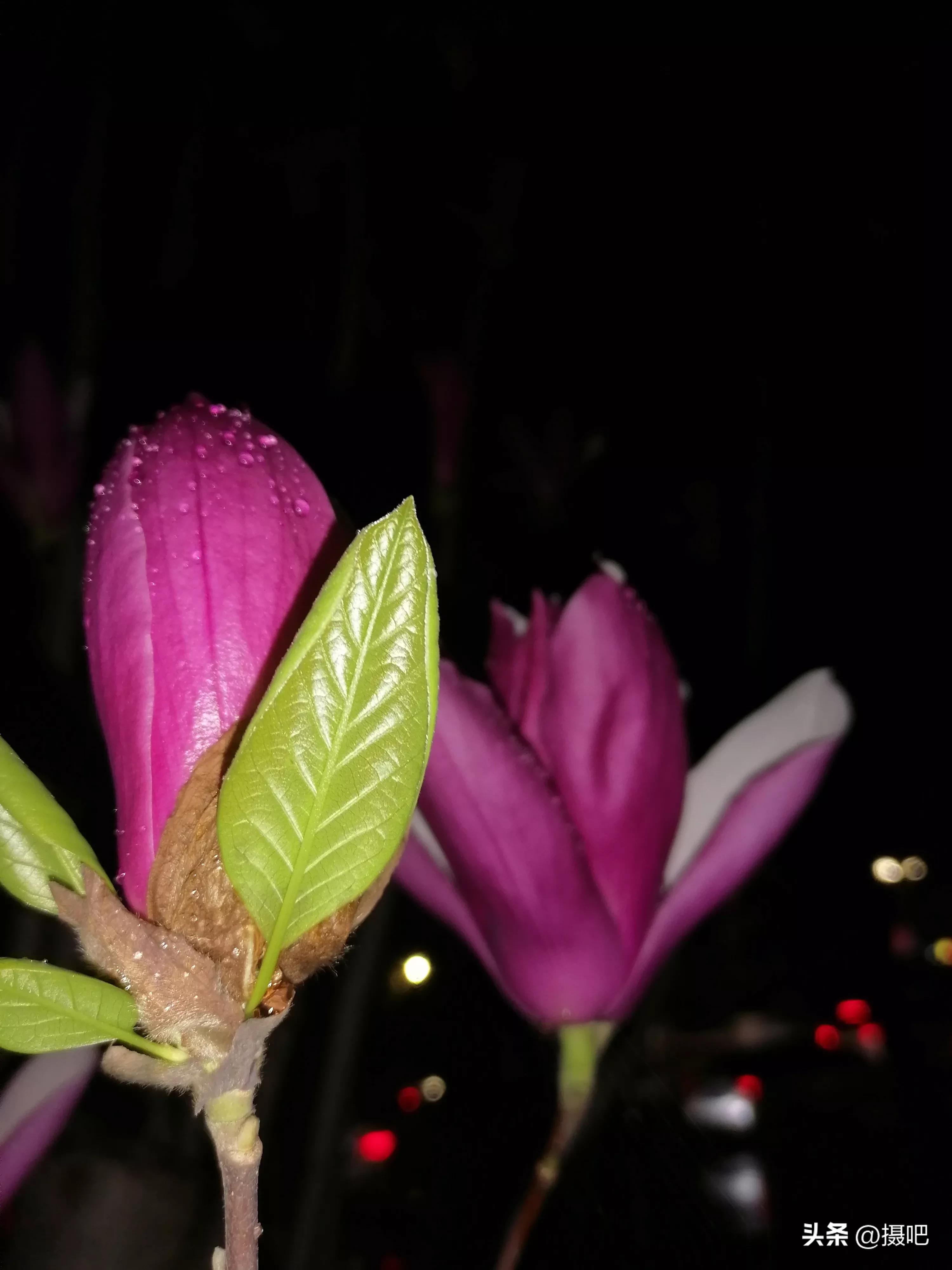 雨夜玫瑰背景图,玫红色唯美图片