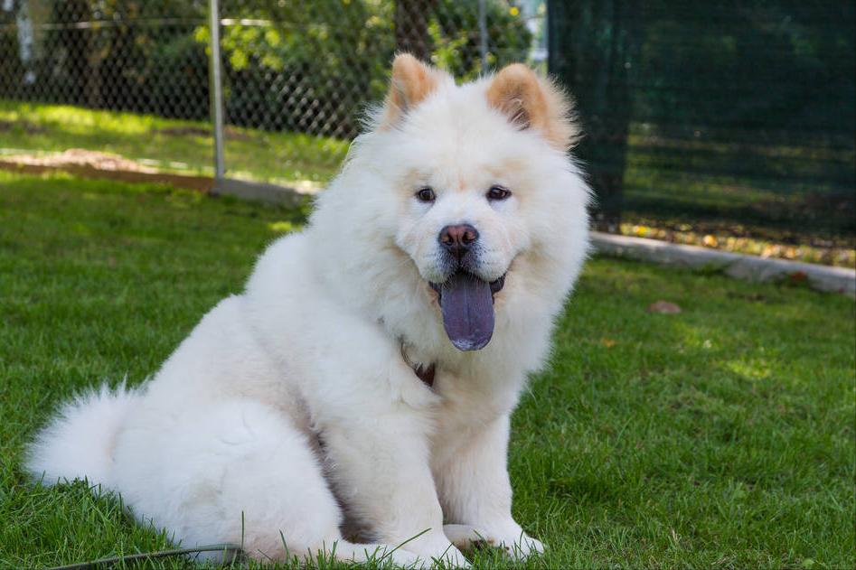 松狮犬挑食厉害怎么办？这些办法，铲屎官可以尝试一下