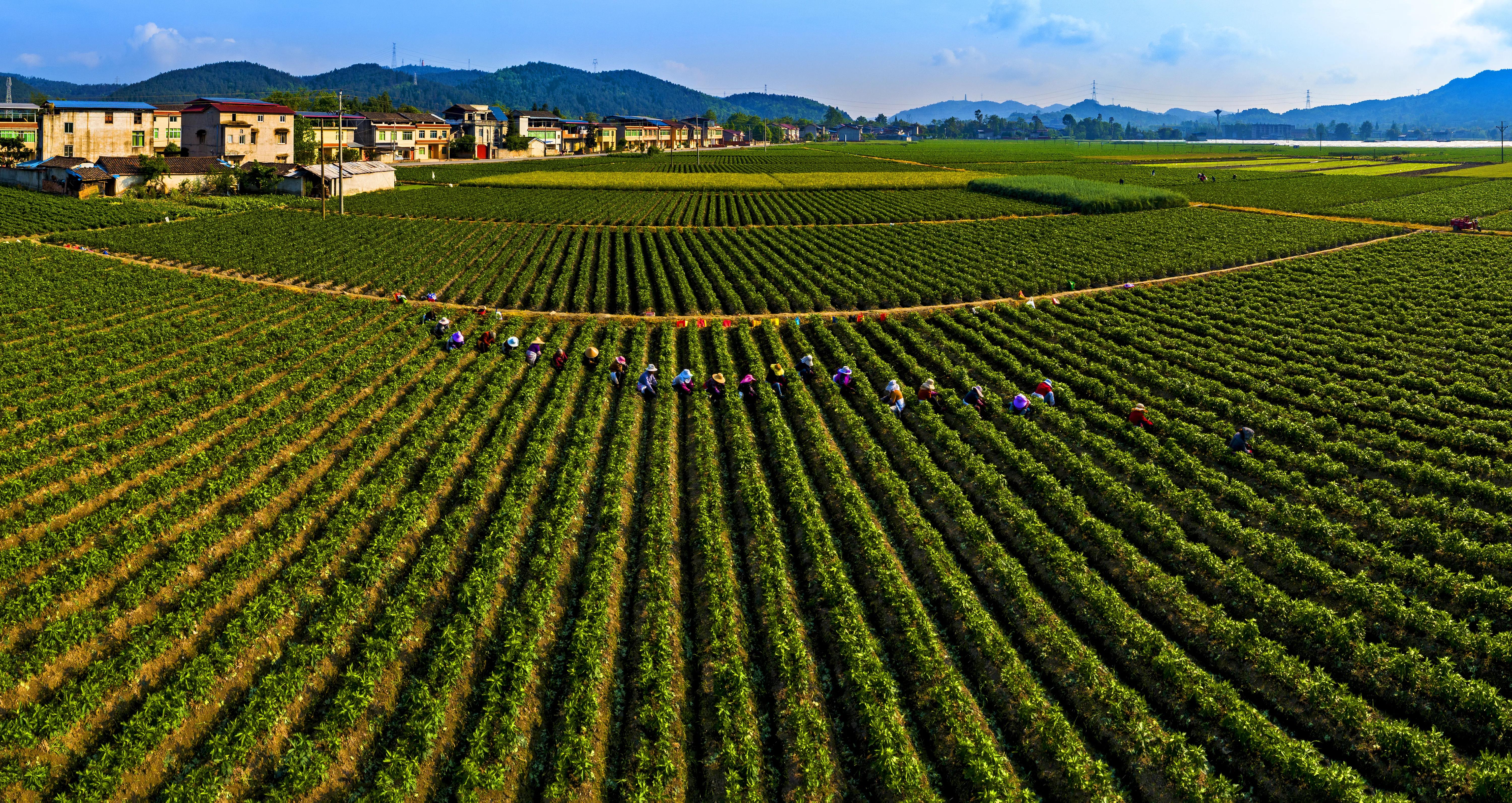江油附子产量怎么样,江油附子亩产量多少斤