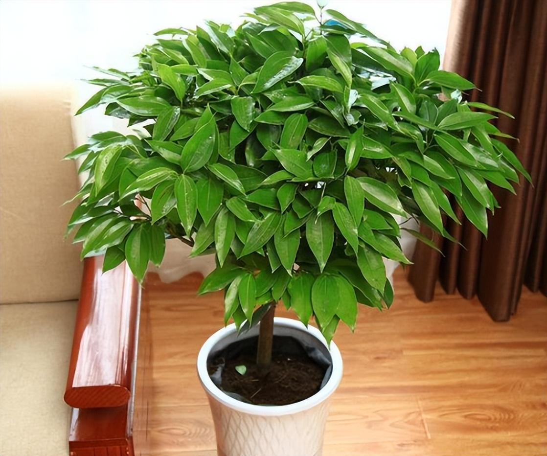 房屋左右前后种什么树最吉祥,大门两侧种什么树吉祥最旺风水