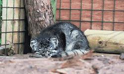 狸花小猫咪可爱视频,狸花短腿小猫咪可爱又萌的视频