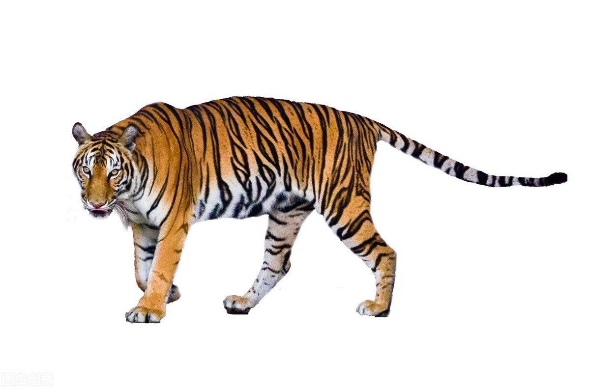 十二生肖传奇虎,十二生肖的来历之虎