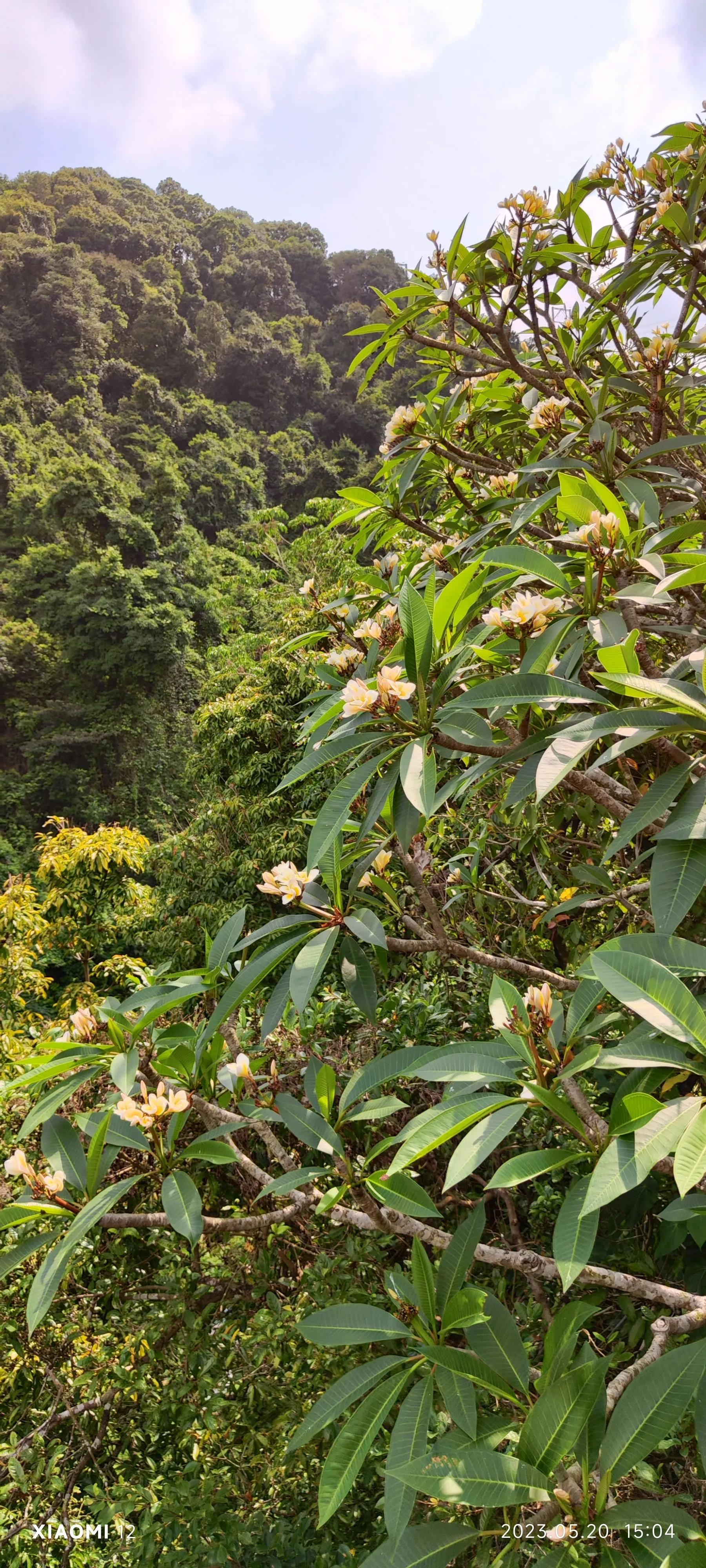 香港大围自由行，重点关注了药品、肉菜以及免税店里香烟的行情