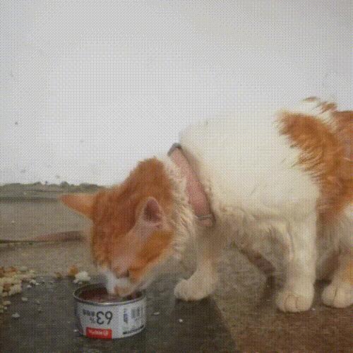 被主人拴着的猫,被邻居拴在楼道的小猫咪