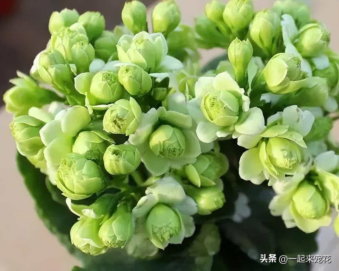 哪种长寿花比较好养,带你认识几种最值得入手的长寿花