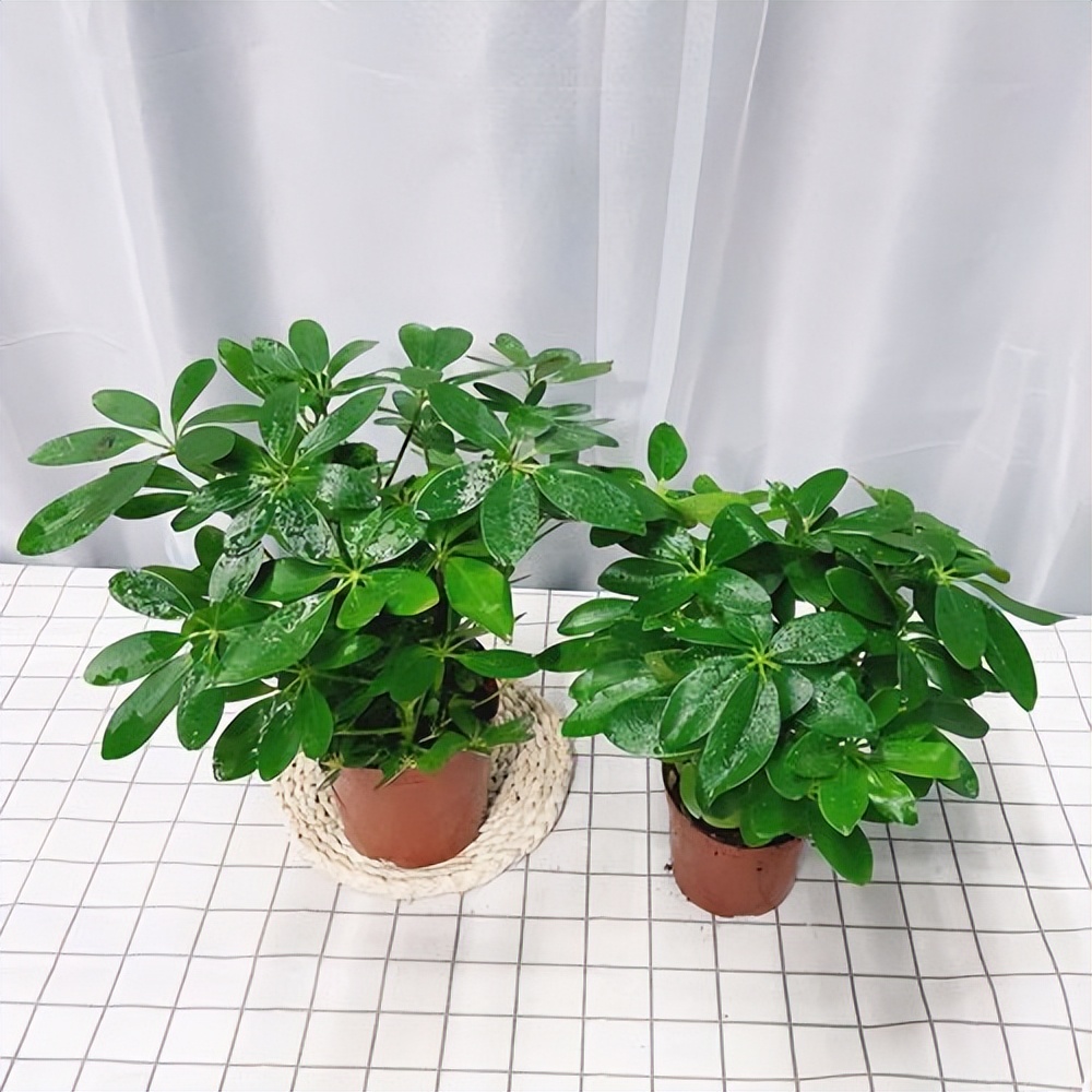 招财树怎么养？记住“4点”，枝叶繁茂四季翠绿，家中财运旺