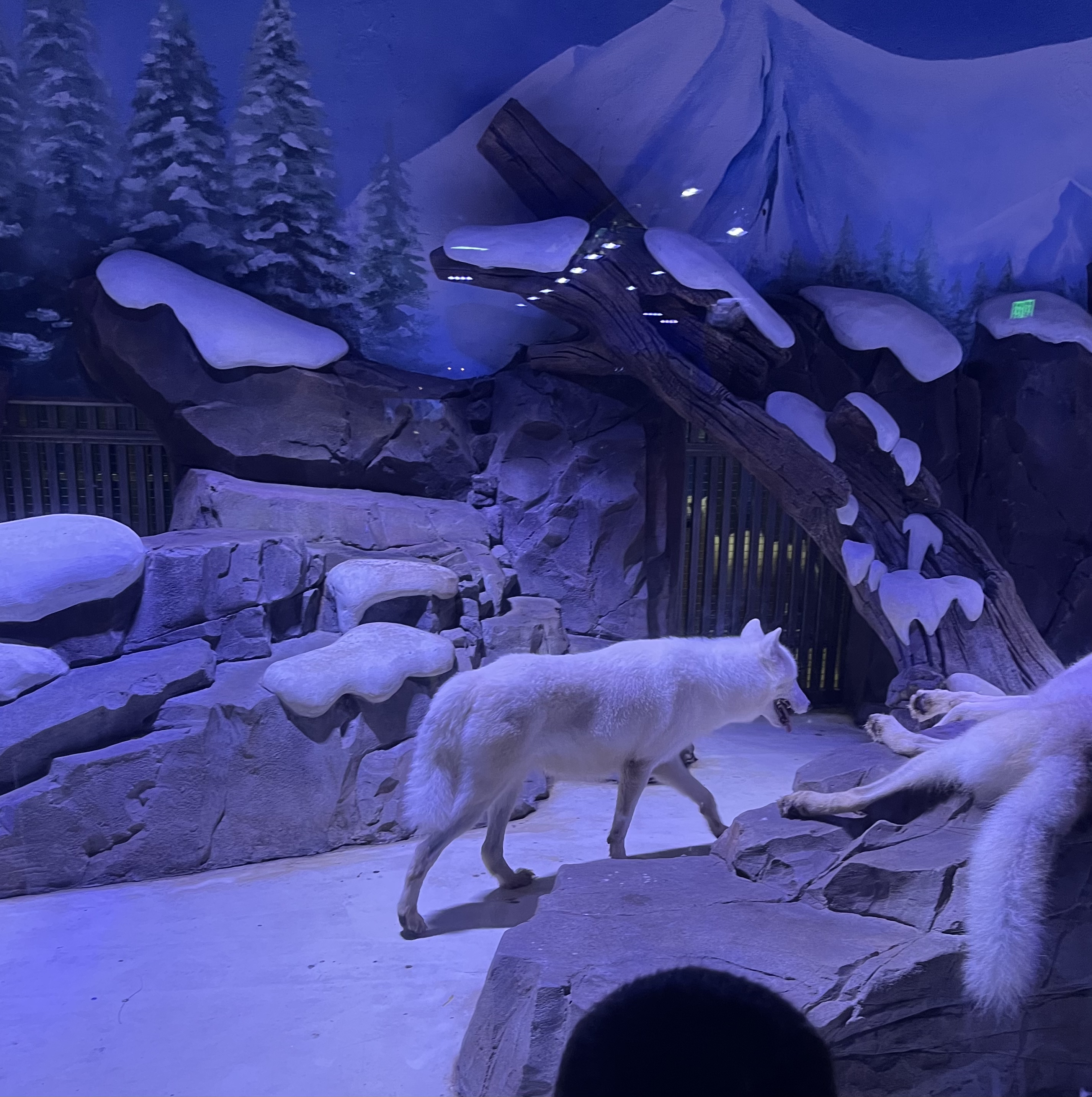 日本奥特曼主题公园旅游,上海奥特曼海昌海洋公园特惠门票