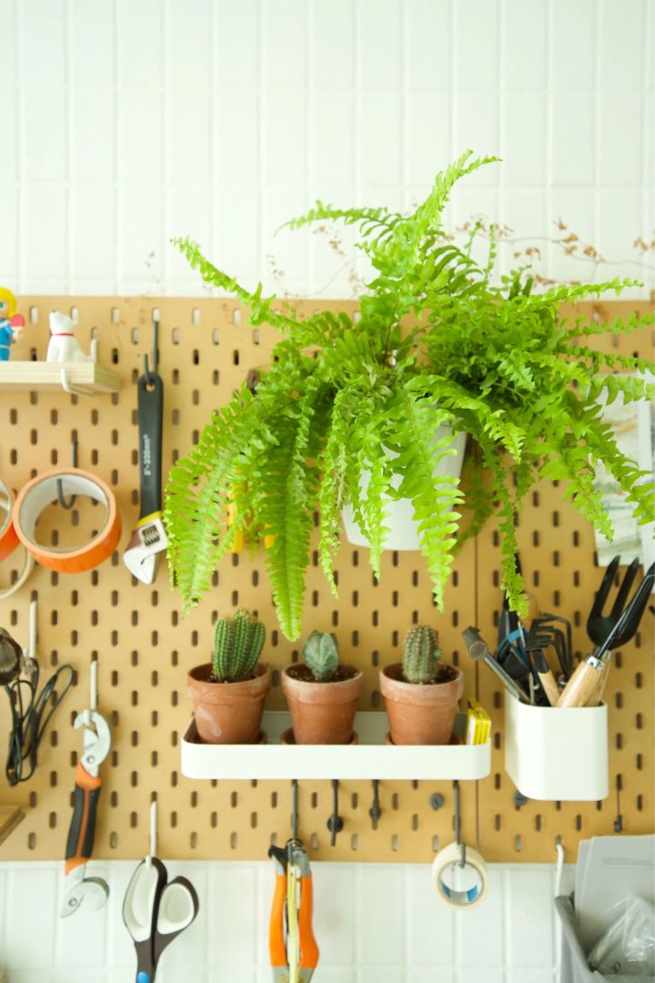 手残党也能养活的10种绿植,十种大家都在养易存活绿植