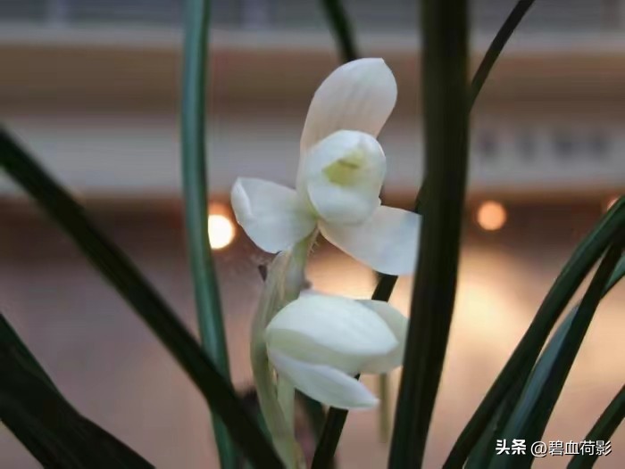 94年，男子10元购入一棵兰花，06年却卖出百万天价，兰友：有眼力