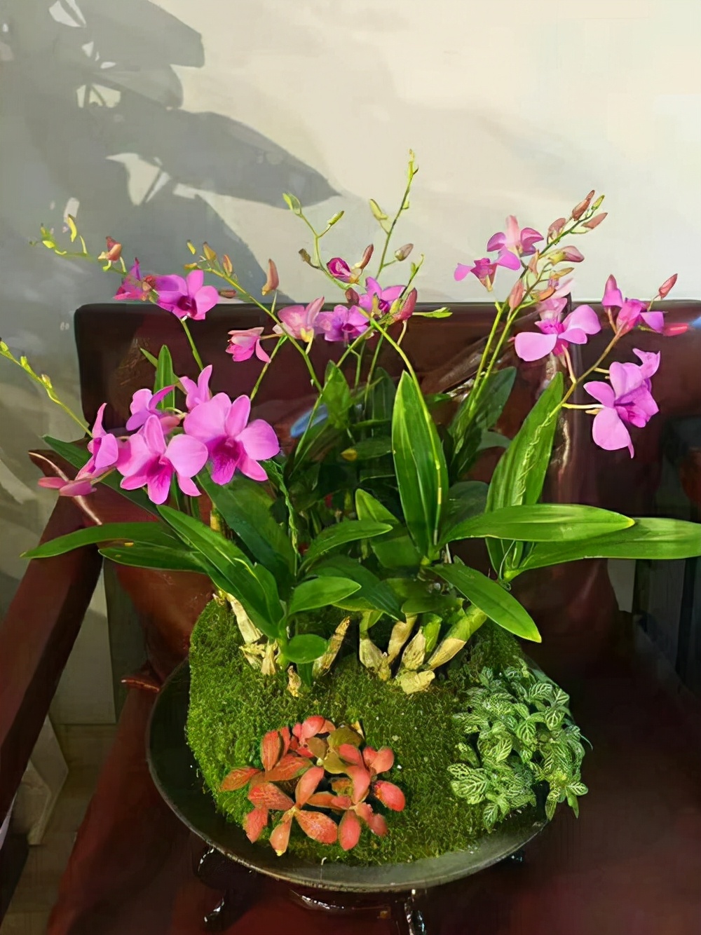 5种自带毒性的花最好别养在家里,七种不宜买的花