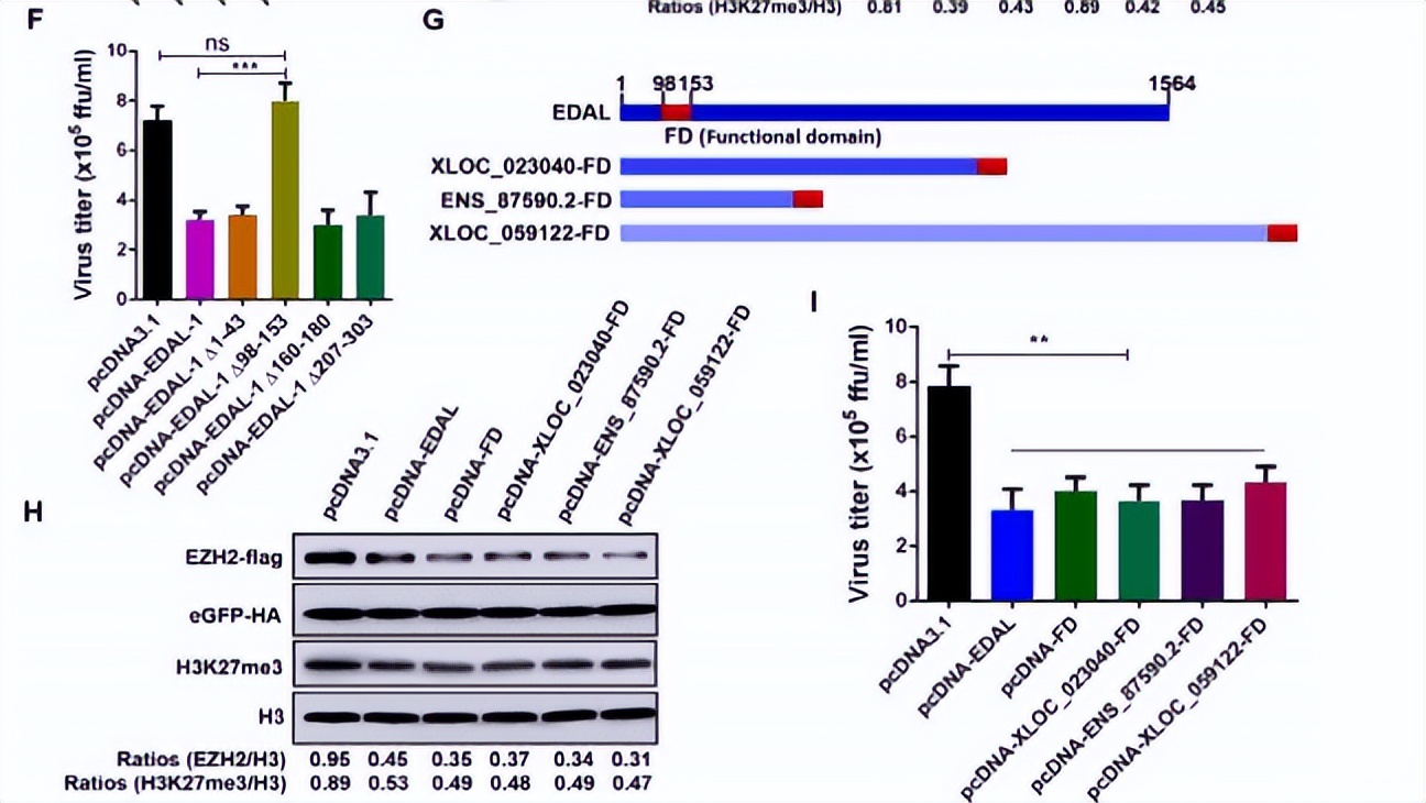毛滴虫性妇科炎症甲硝唑,治毛滴虫用甲硝唑好还是替硝唑好