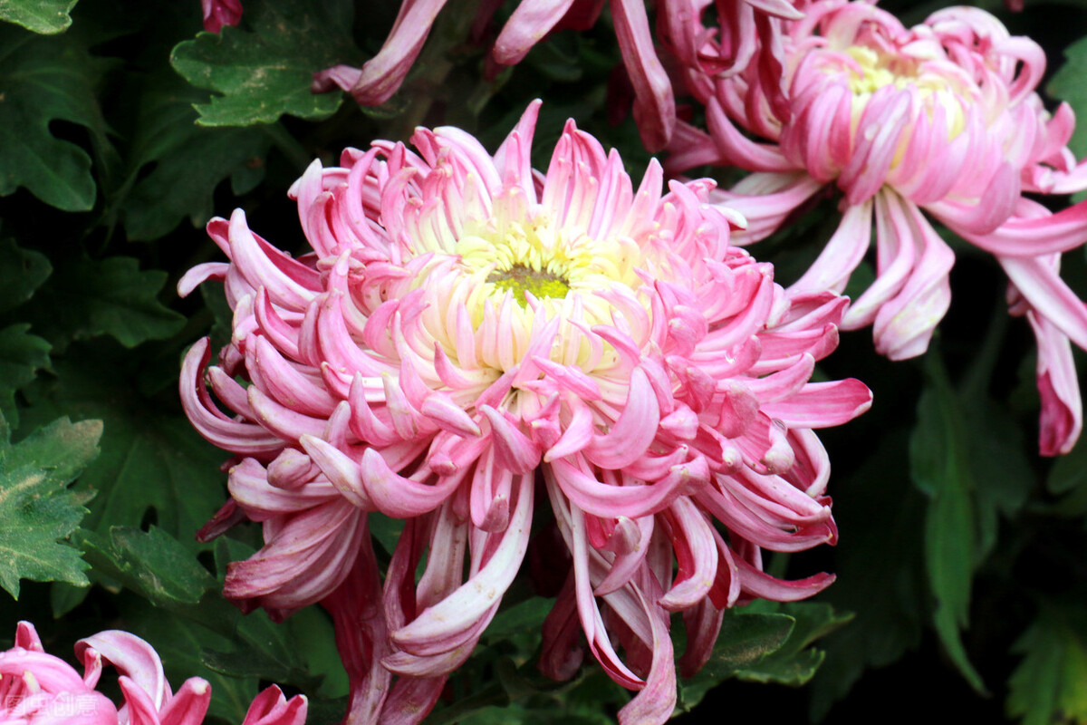 菊花几种主要病害的防治方法