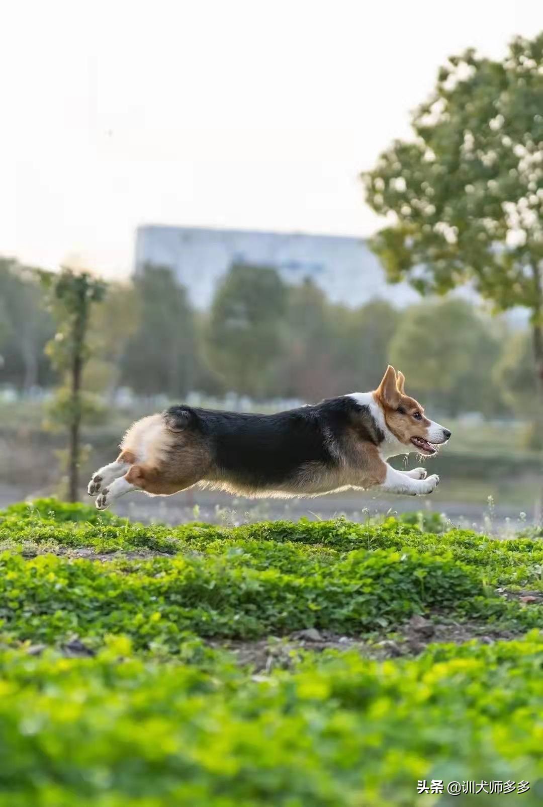 如何教狗吃训犬粮,训犬前应该怎么训练