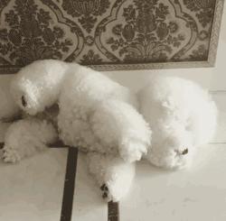 三四个月的比熊有什么表现,7个月的比熊应该是什么样的