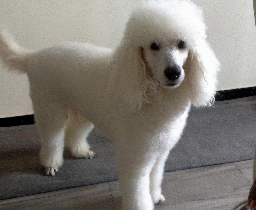 贵宾犬的泪痕怎么治疗,贵宾犬的泪痕很严重眼睛不停眨