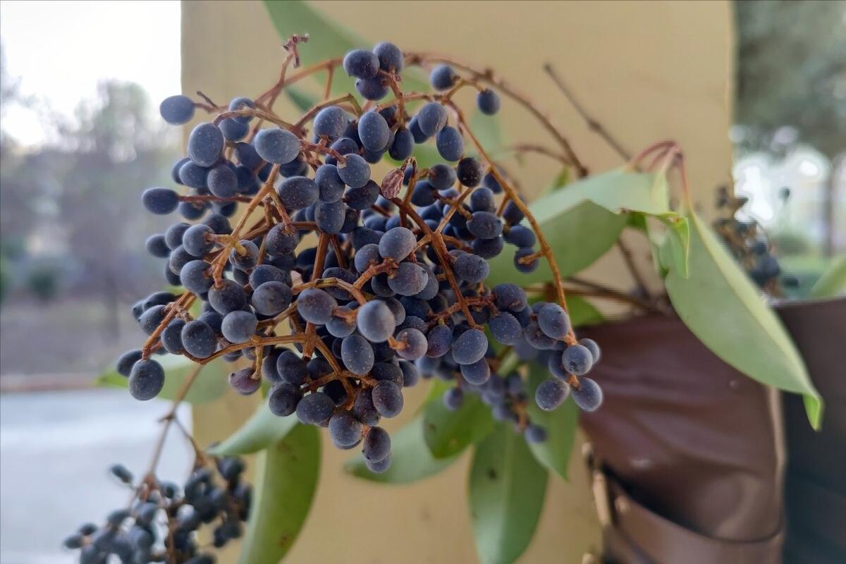 治疗肾阴虚耳鸣的方子,肾阴虚耳鸣专用药