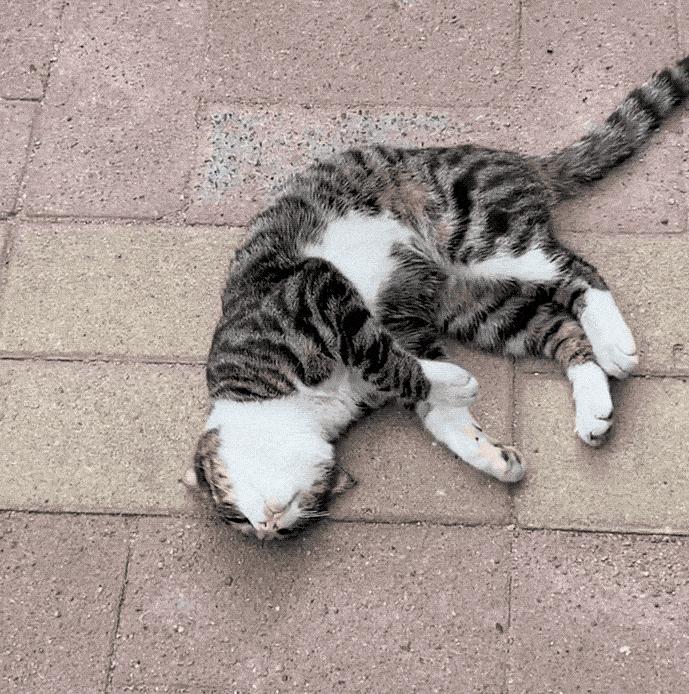 狸花猫难养被抛弃成为流浪猫,狸花猫为什么不建议养的3个理由