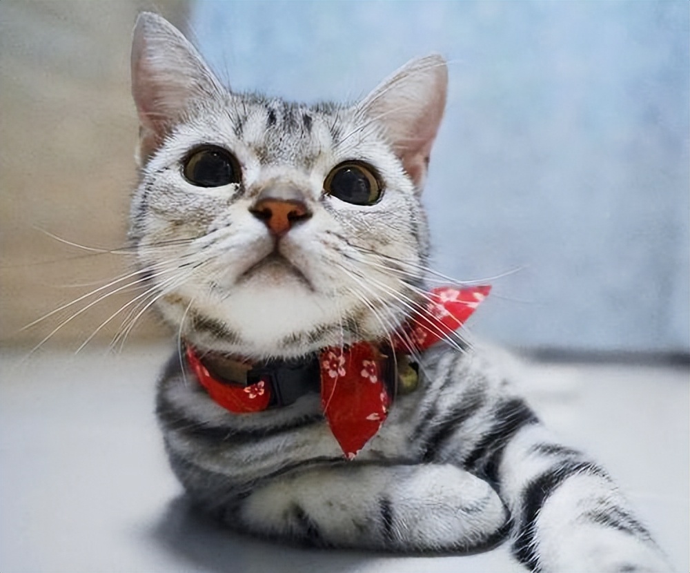 美短猫有哪些品种和优缺点,美短猫最好看能好看到什么程度