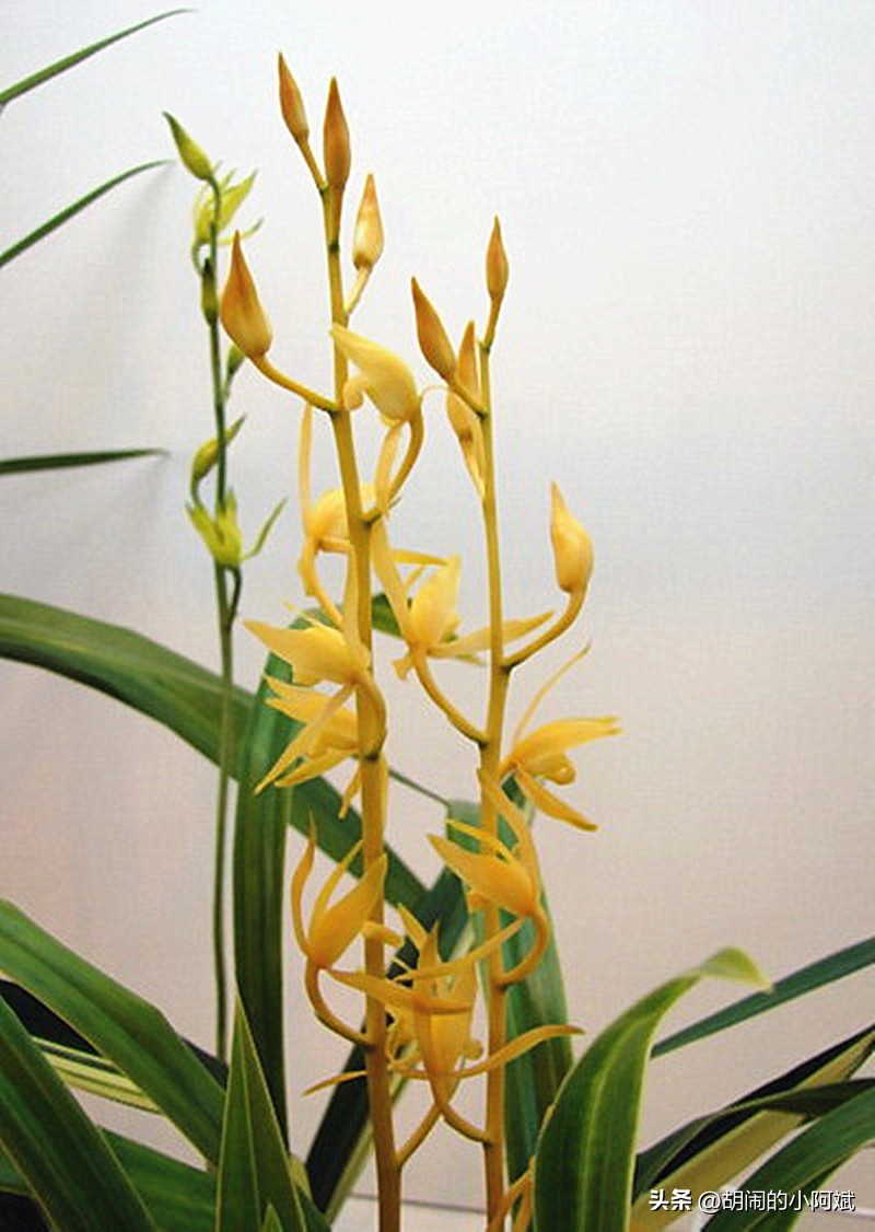 农民叫它“贵族兰花”，通体金黄，特别有眼缘，开出了王者的气势