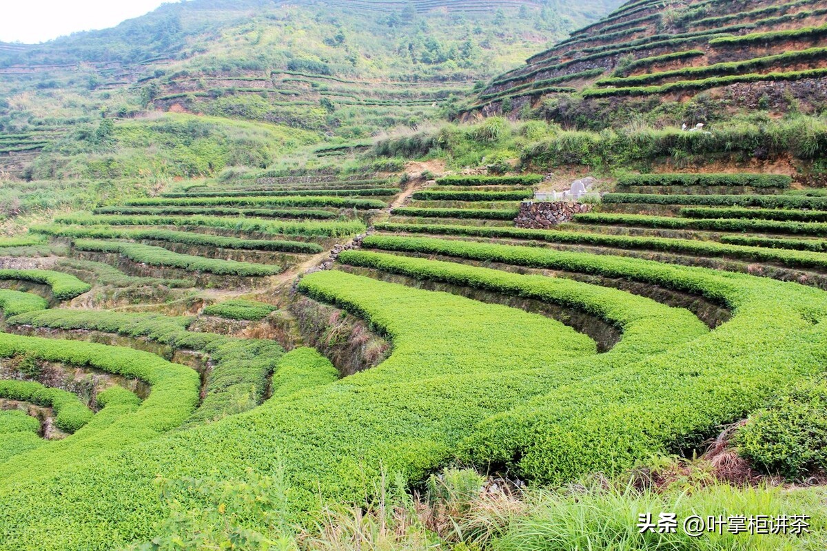 铁观音茶适合什么体质的人喝,什么体质不能喝铁观音茶叶