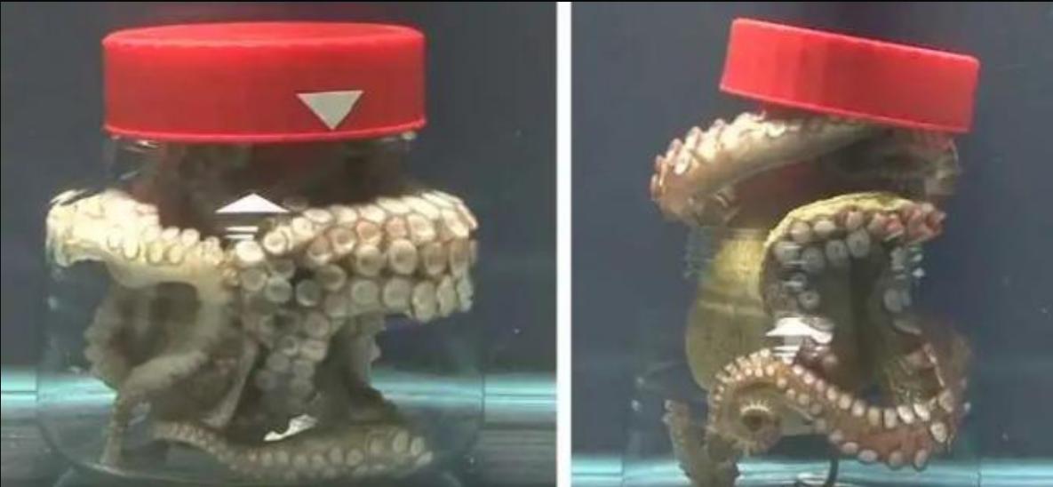 智商超群的章鱼,可能来自外星?为何它们交尾后会选择自杀?