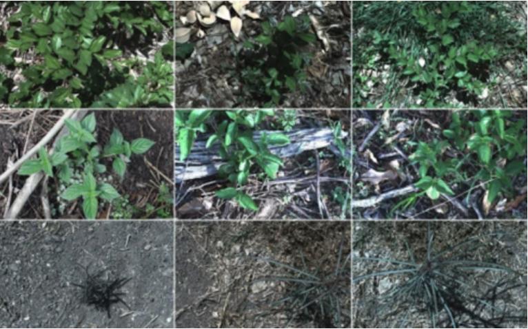 图像分类源代码,开源图像识别数据集