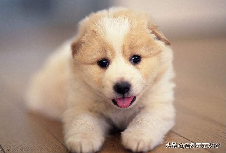 跳蚤活跃的月份,跳蚤什么季节比较活跃