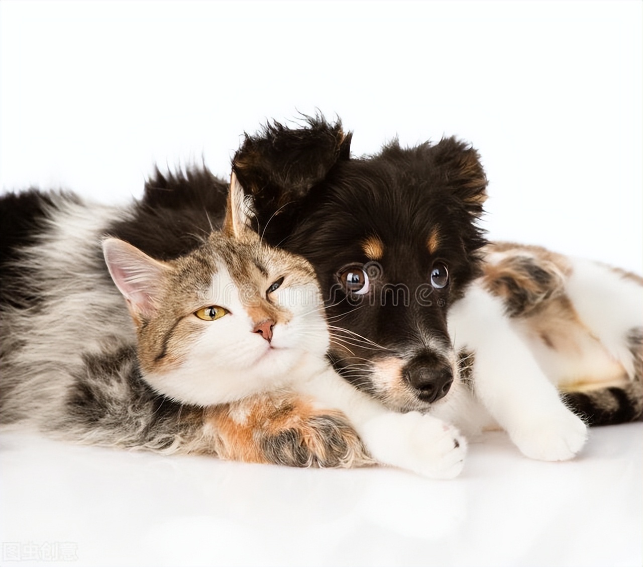 如何防止狗狗子宫蓄脓的方法,狗狗子宫蓄脓症状和治疗方法