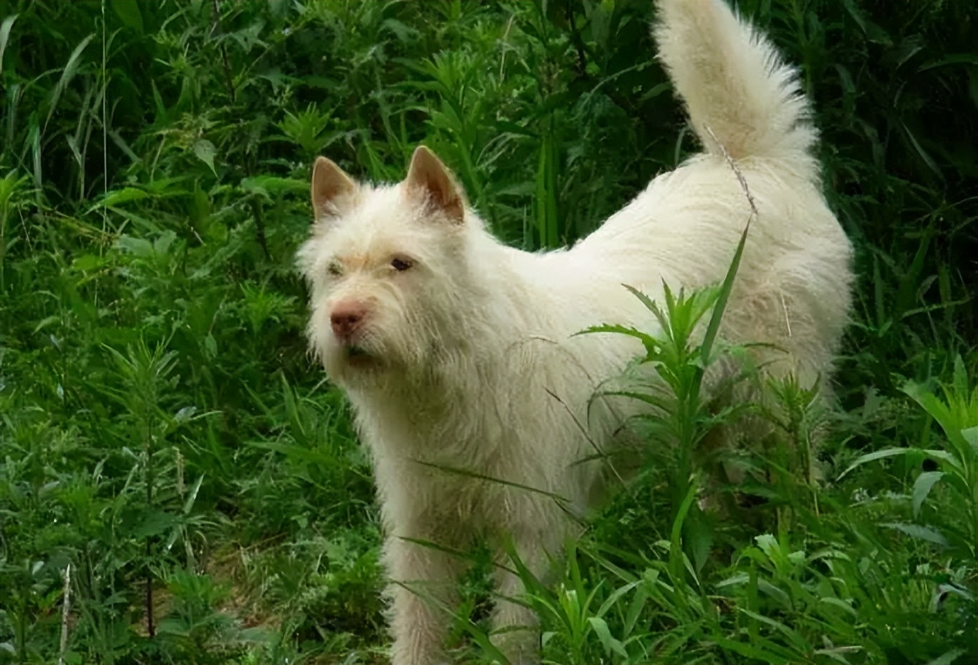 下司犬为什么不建议养,为什么越来越多人养宠物猫