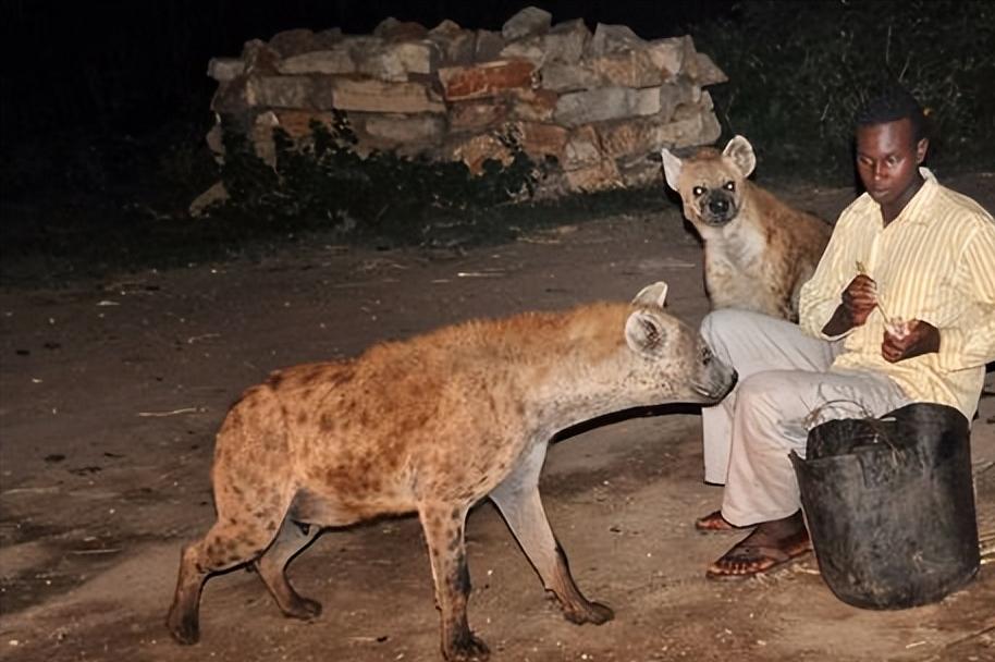 狮子都怕的鬣狗！靠掏肛术称霸非洲，实属无奈之举？