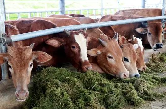 养牛过程中最怕遇到什么问题,养牛积食怎么快速消除